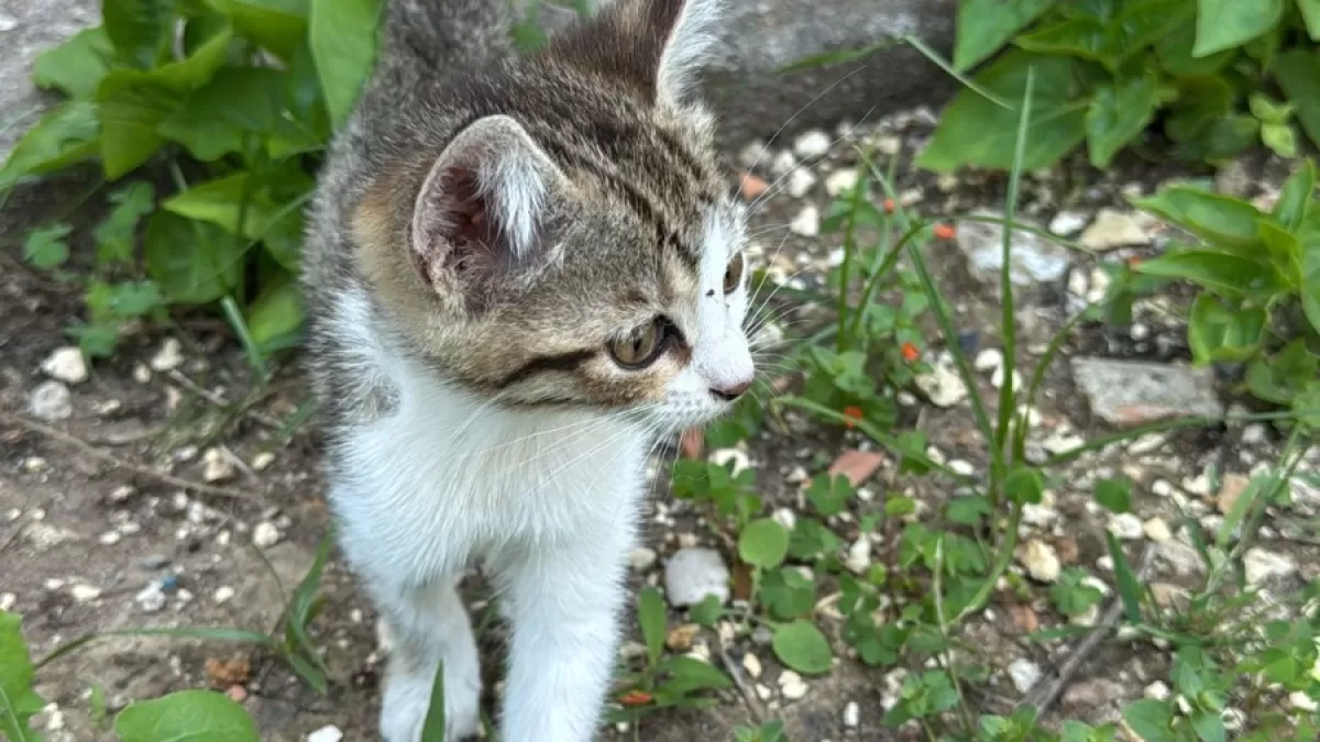 Erdemli'de havalandırma boşluğuna düşen kedi itfaiye ekipleri tarafından kurtarıldı