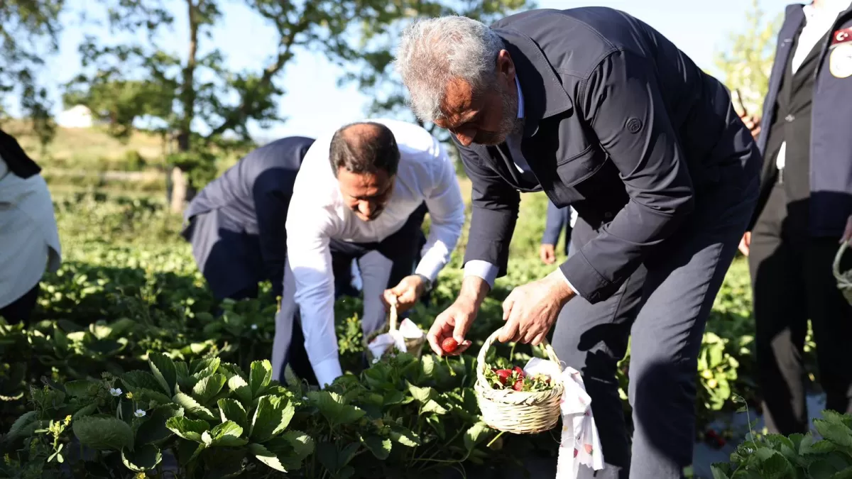 Hatay'da çilek festivali üreticileri bir araya getirdi