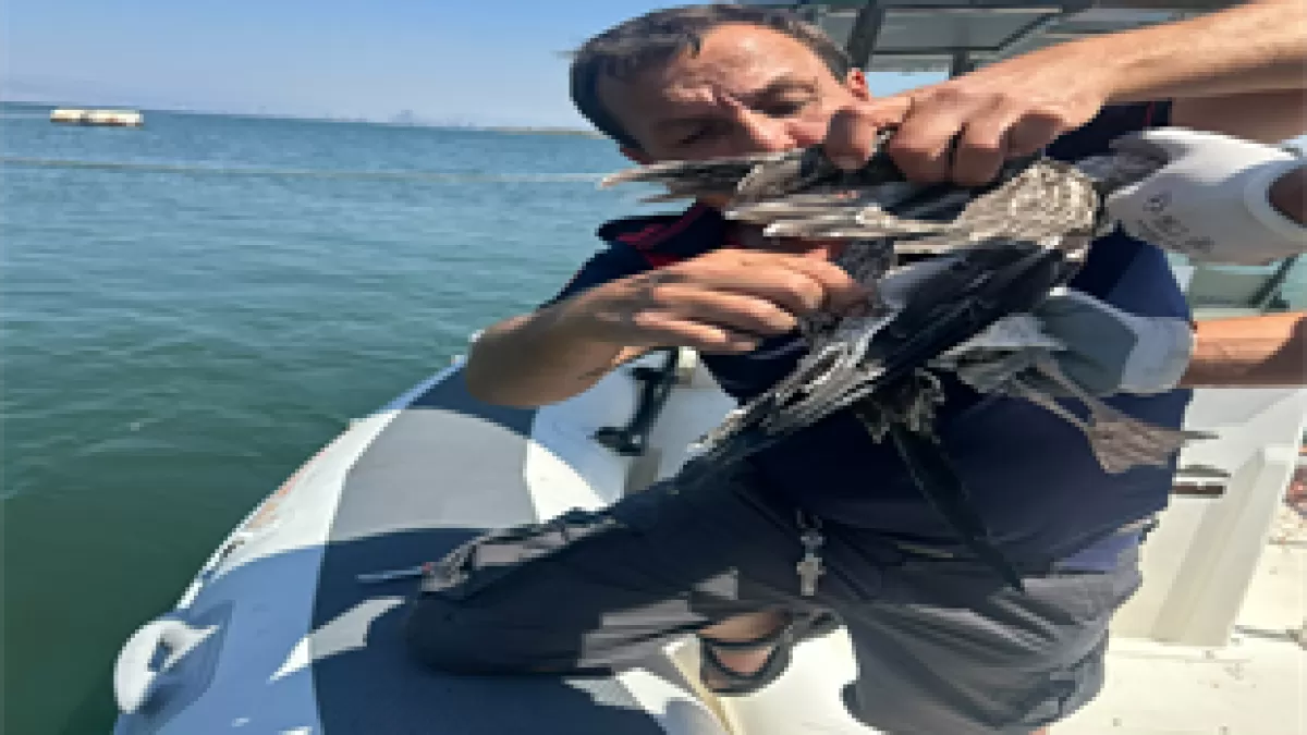 İzmir'de kanadına misina dolanan martı kurtarıldı